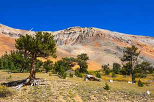 Limber pines below Mt. Bross-1680